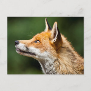 Fox Looking Up Postcard