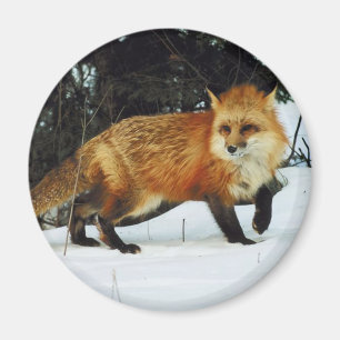 Fox Magnet