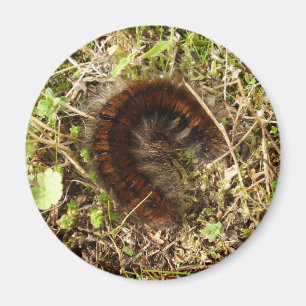 Fox Moth Caterpillar Magnet