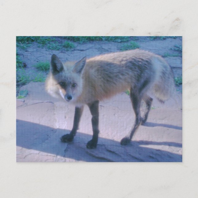 Fox on Porch Postcard (Front)
