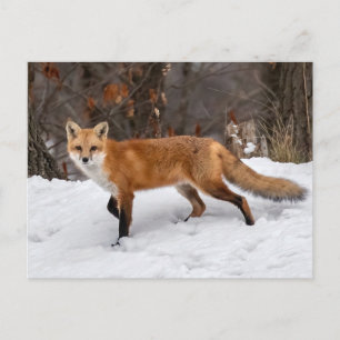  Fox On Snow    Photo Print Postcard