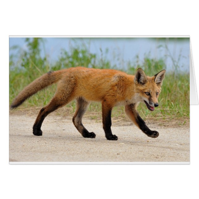 Fox on the run (Front Horizontal)