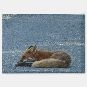 Fox Photo Magnet