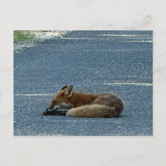 Fox Photo Postcard