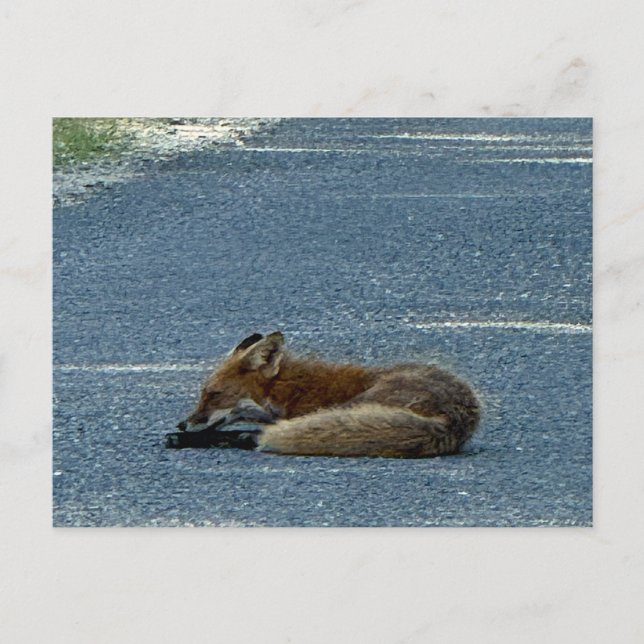 Fox Photo Postcard (Front)