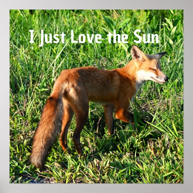 Fox Photo Poster (Front)