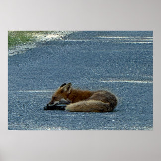 Fox Photo Poster