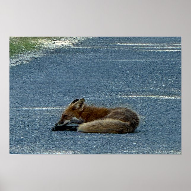 Fox Photo Poster (Front)