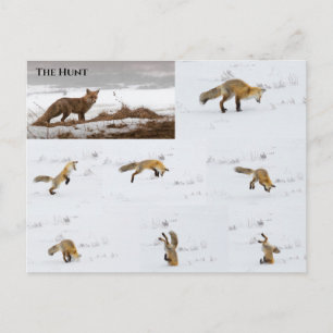 Fox Postcard