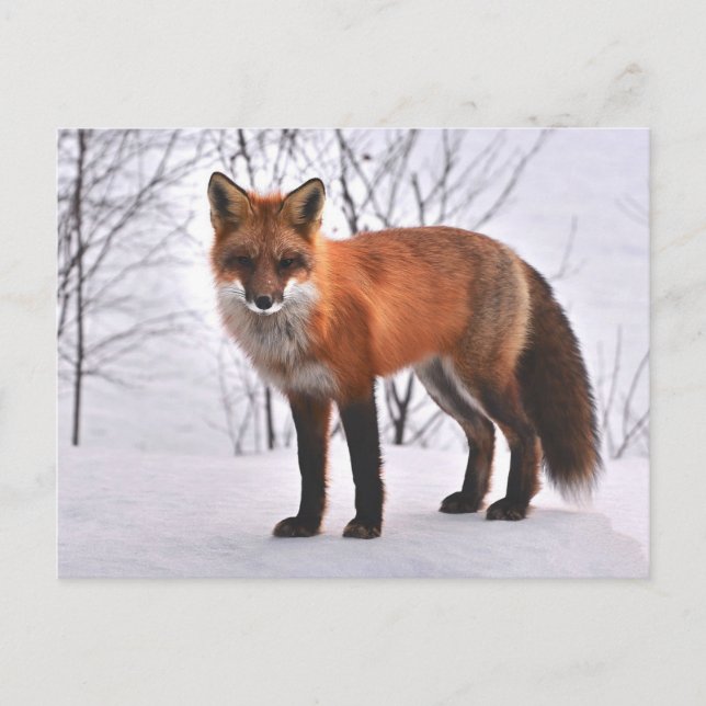 Fox Postcard (Front)