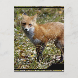 Fox Postcard
