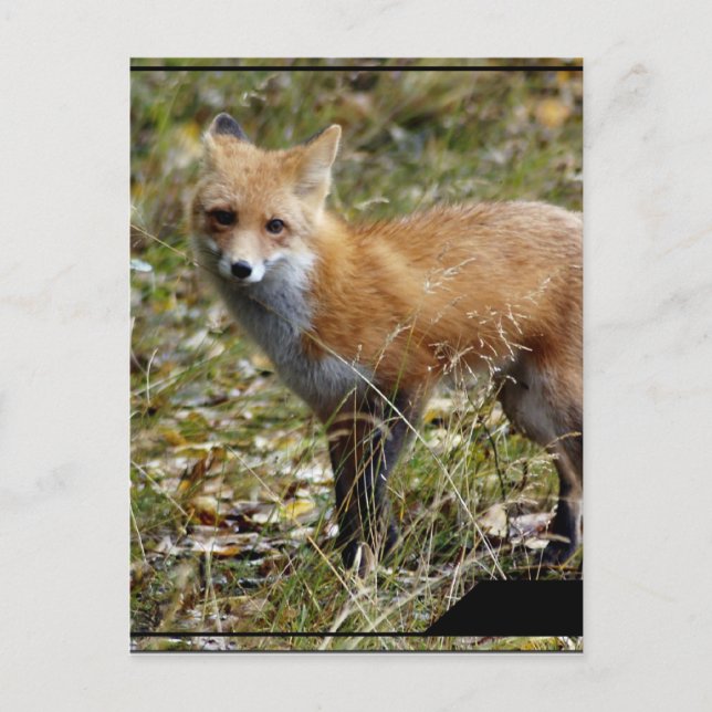 Fox  Postcard (Front)