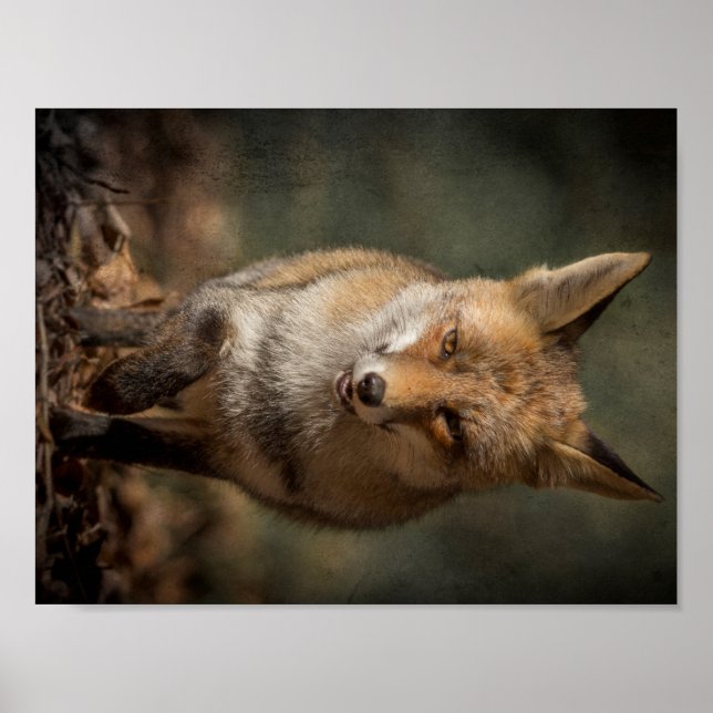 Fox Poster (Front)