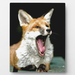 Fox - pro photo plaque