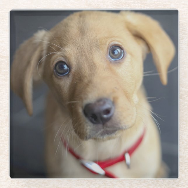 Fox Red Labrador Puppy Glass Coaster (Front)