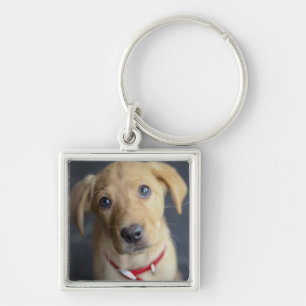 Fox Red Labrador Puppy Key Ring
