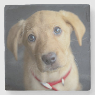Fox Red Labrador Puppy Stone Coaster