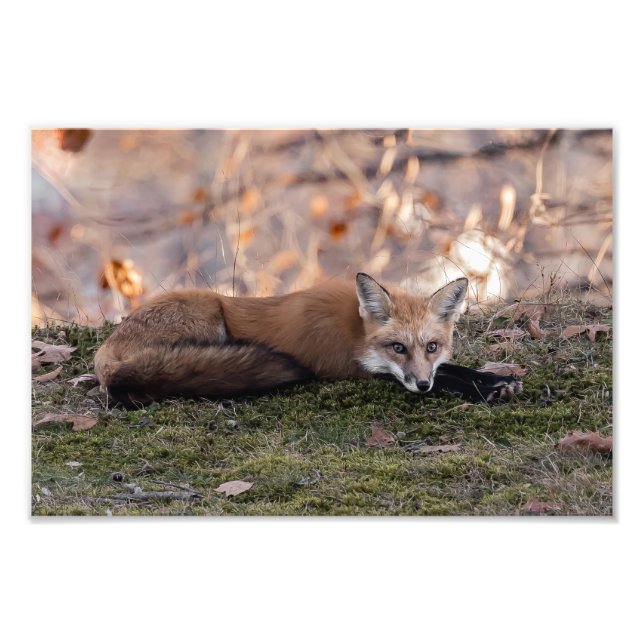  Fox Resting On Moss Photo Print (Front)