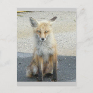 Fox "Scooter" IBSP Postcard