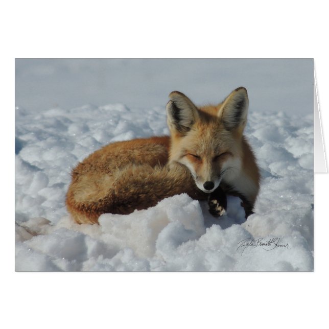 Fox sleeping in snow (Front Horizontal)
