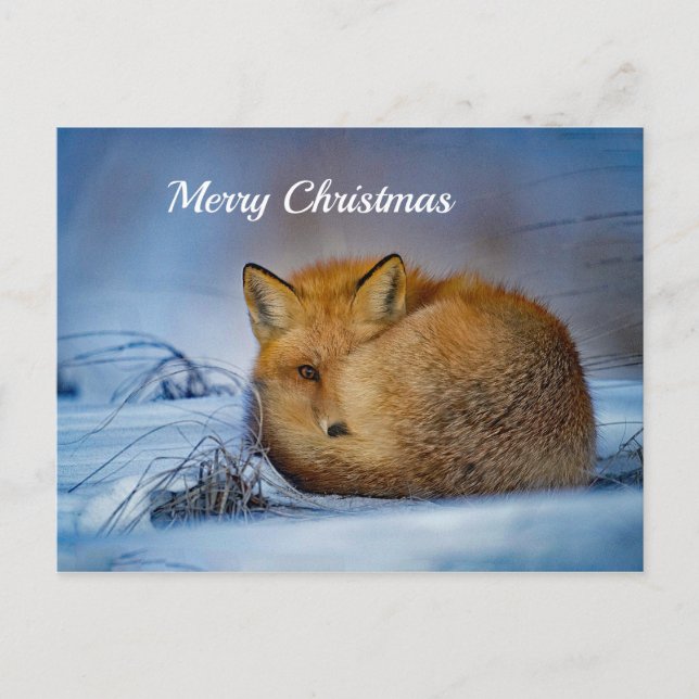 Fox Sleeping Snow Photo Christmas Postcard (Front)
