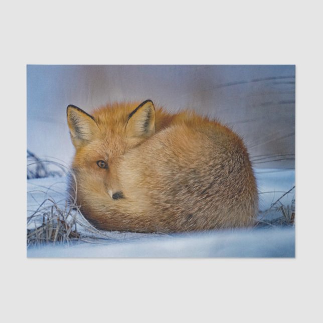 Fox Sleeping Snow Photo Tissue Paper (Front)