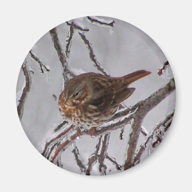 Fox Sparrow Magnet (Front)