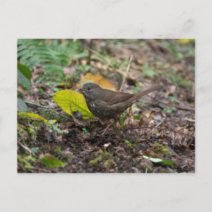 Fox Sparrow Postcard