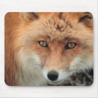 Fox Species Mouse Pad