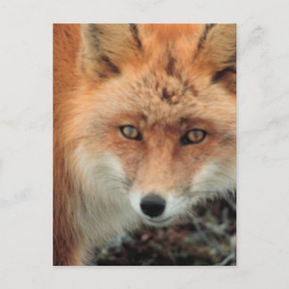 Fox Species Postcard