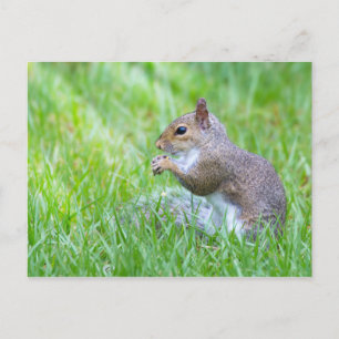 Fox Squirrel Postcard
