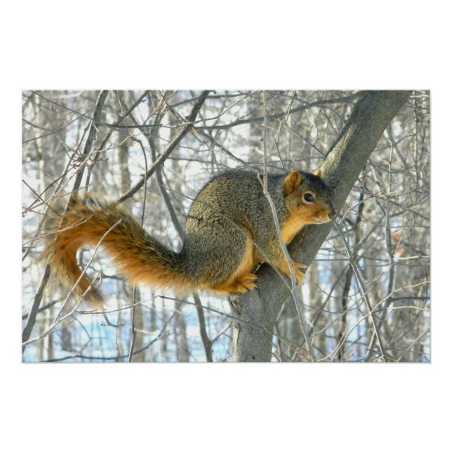 Fox Squirrel Profile Poster (Front)