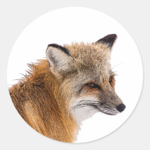 Fox stickers