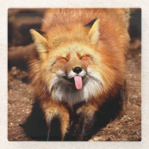 Fox Sticking It's Tongue Out Glass Coaster