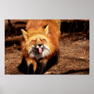 Fox Sticking It's Tongue Out Poster