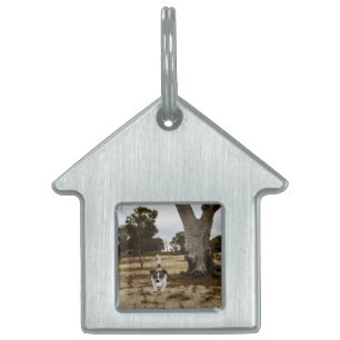 Fox Terrier Ball Play Time, Pet ID Tag