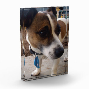 Fox Terrier Dog Attraction, Photo Block