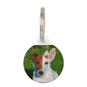 Fox Terrier Dog. Pet Tag
