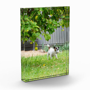 Fox Terrier Funny Scare Face, Photo Block