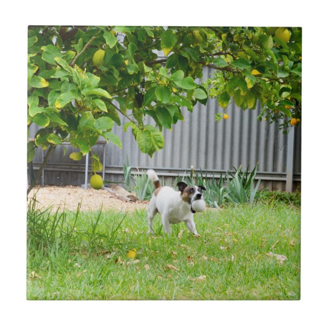 Fox Terrier Funny Scare Face, Tile (Front)