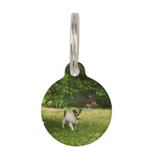 Fox Terrier Happy Days, Pet Tag