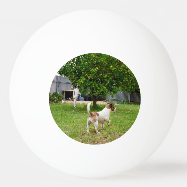 Fox Terrier Leaping Into A Tree, Ping Pong Ball (Front)