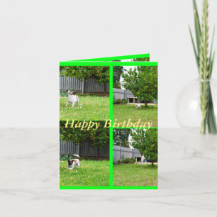 Fox Terrier, Photo Collage, Small Birthday Card