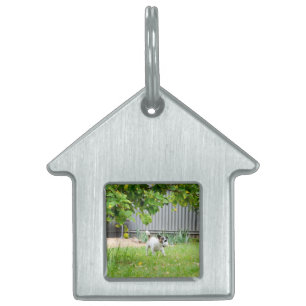 Fox Terrier Scare Face, Pet ID Tag