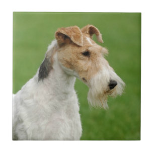 Fox Terrier Tile