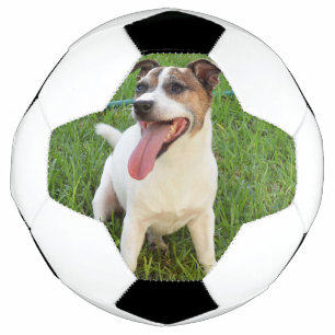 Fox Terrier, Tongue In Cheek, Soccer Ball