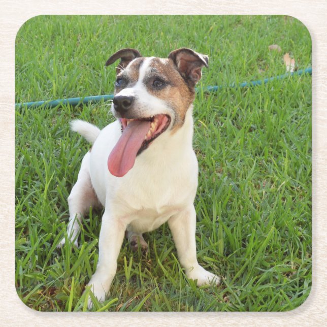 Fox Terrier, Tongue In Cheek,   Square Paper Coaster (Front)