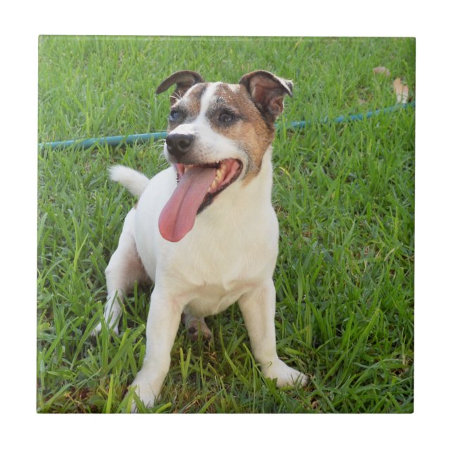 Fox Terrier, Tongue In Cheek,   Tile (Front)