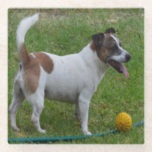 Fox Terrier With His Ball, Glass Coaster