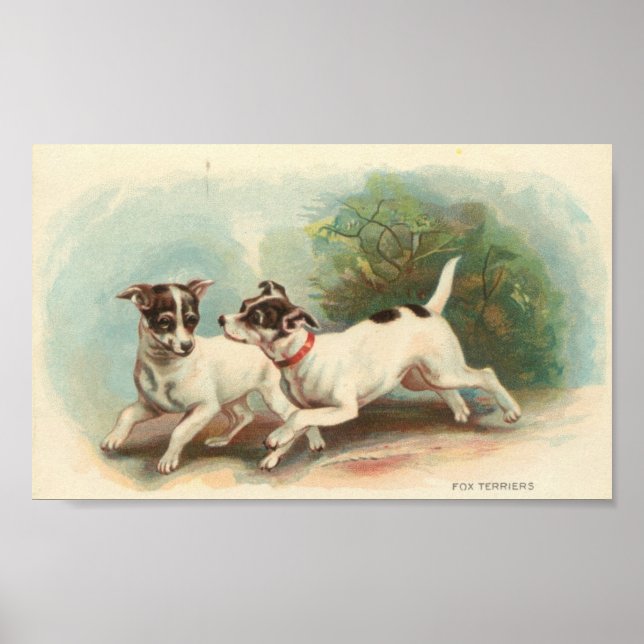 Fox Terriers Poster (Front)